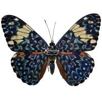 HAMADRYAS AMPHINOME MEXICANA